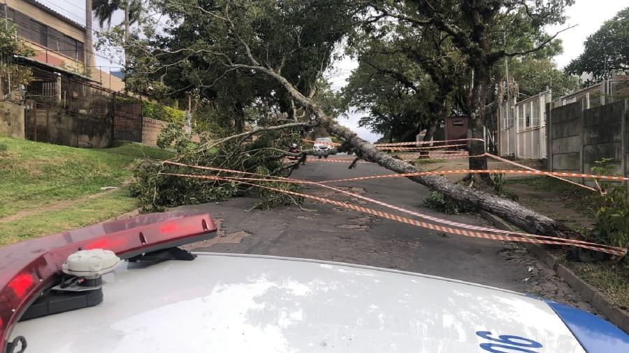 ALRS aprova plano de arborização urbana; deputados discordam de PL